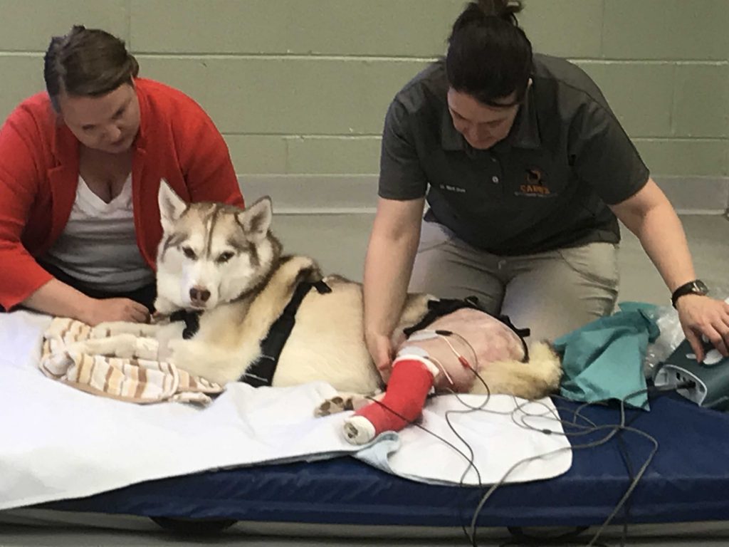 Our team working with an injured dog