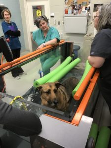 A dog being treated in a water tank