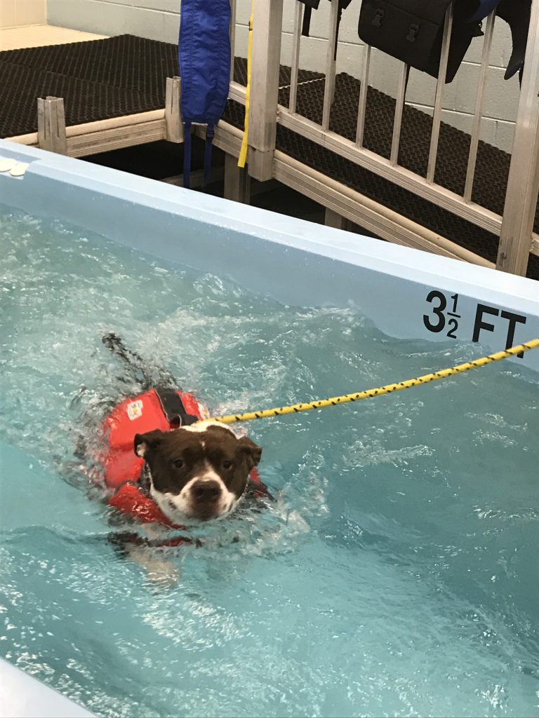 A dog swimming in a therapy pool