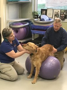 A golden being treated with a therapy ball