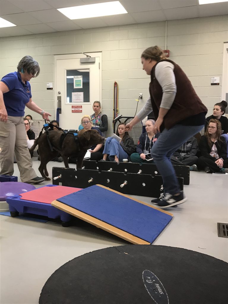A training class with a canine patient