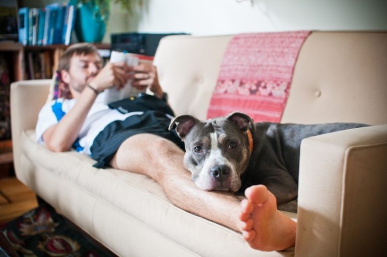 FAQ Coronavirus and your pet Allandale Veterinary Clinic