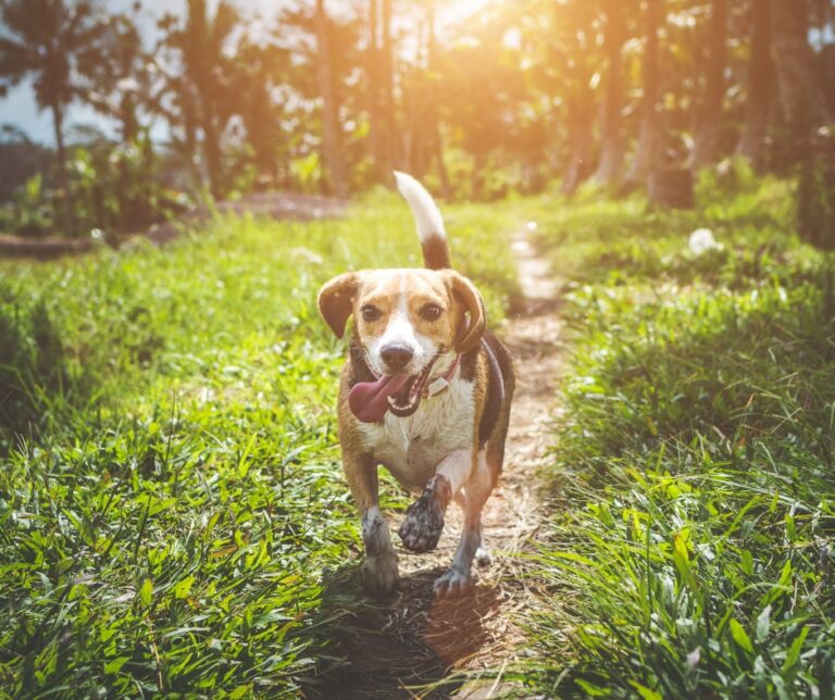 Veterinarian Update Allandale Veterinary Clinic Allandale