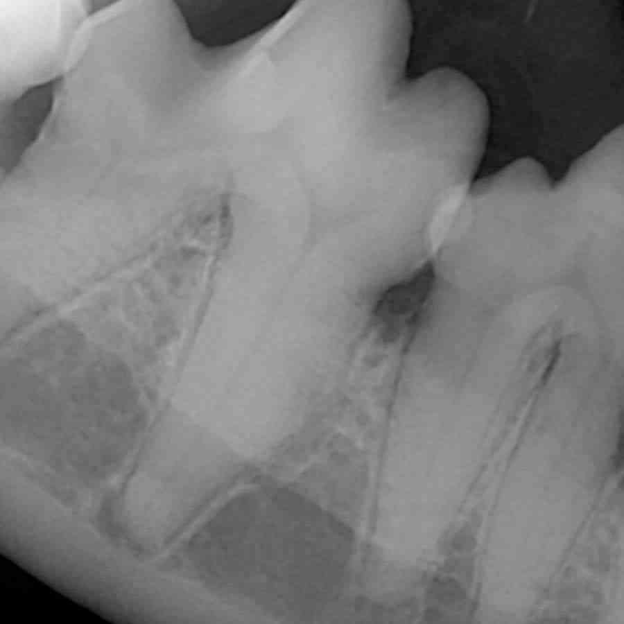 Pet Dental X-Ray