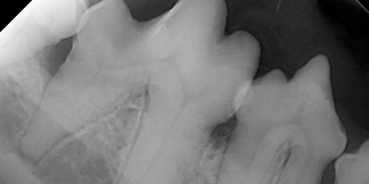Pet Dental X-Ray