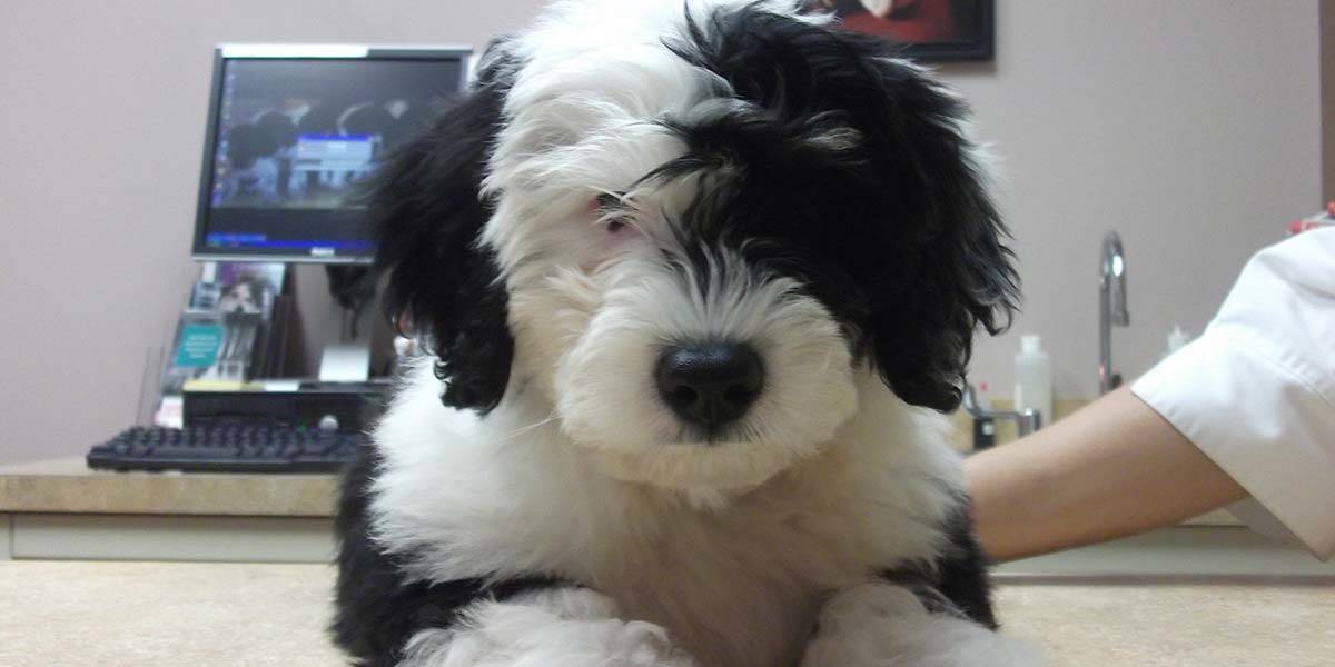Home | Allandale Veterinary Clinic | Allandale Veterinary Clinic Home | Allandale Veterinary Clinic | Allandale Veterinary Clinic