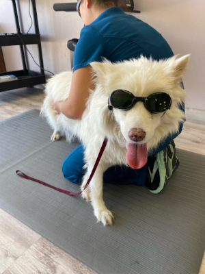 A dog receiving laser therapy