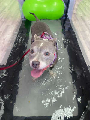 A dog on the underwater treadmill