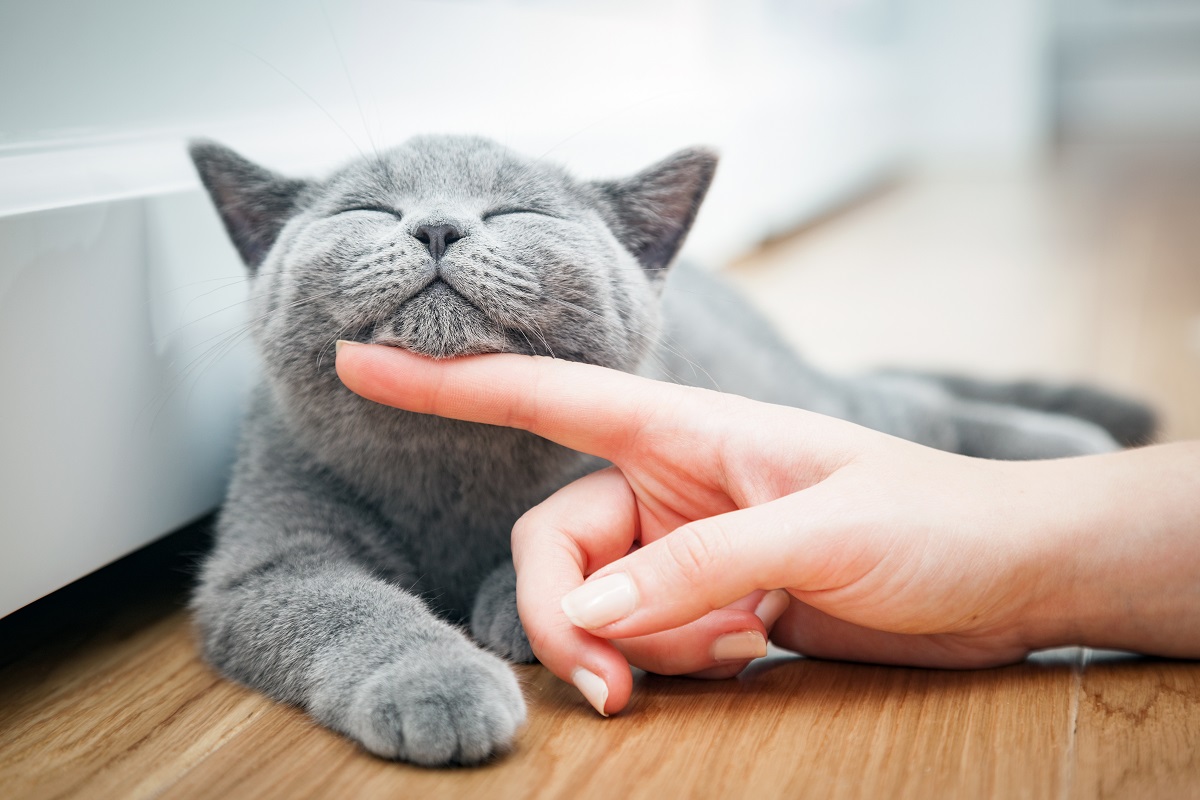 Finger Rubbing Cat's Chin Finger Rubbing Cat's Chin