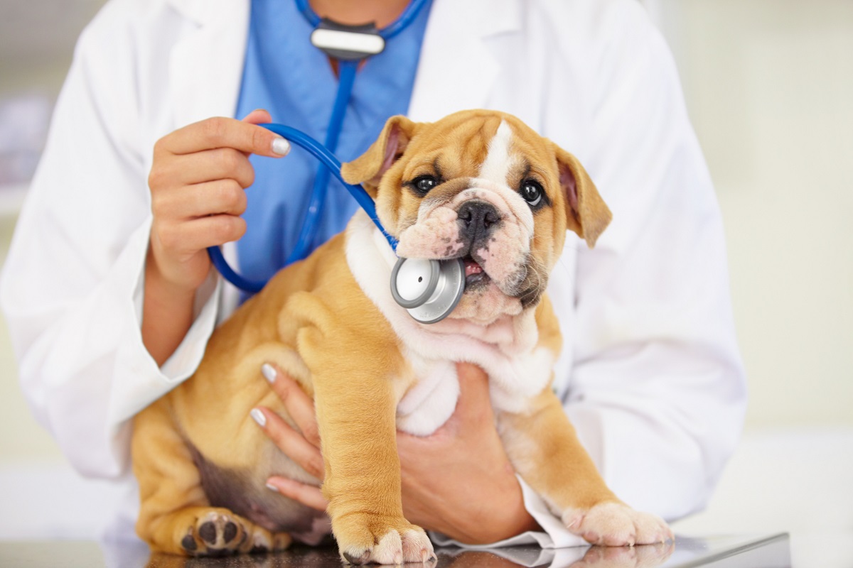 Dog chewing on stethoscope Dog chewing on stethoscope